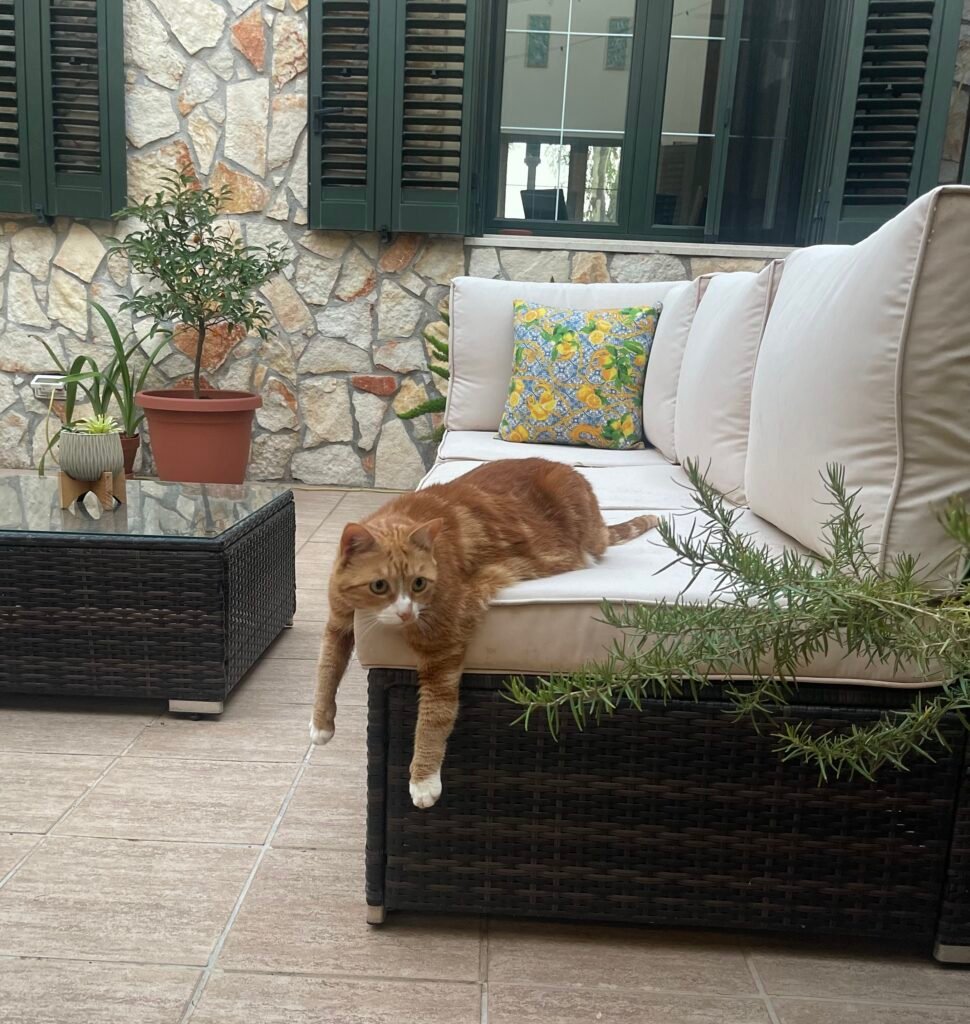 Mediterranean patio with cat