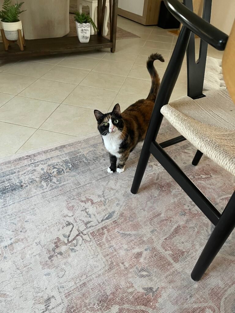 best washable rug for homes with pets