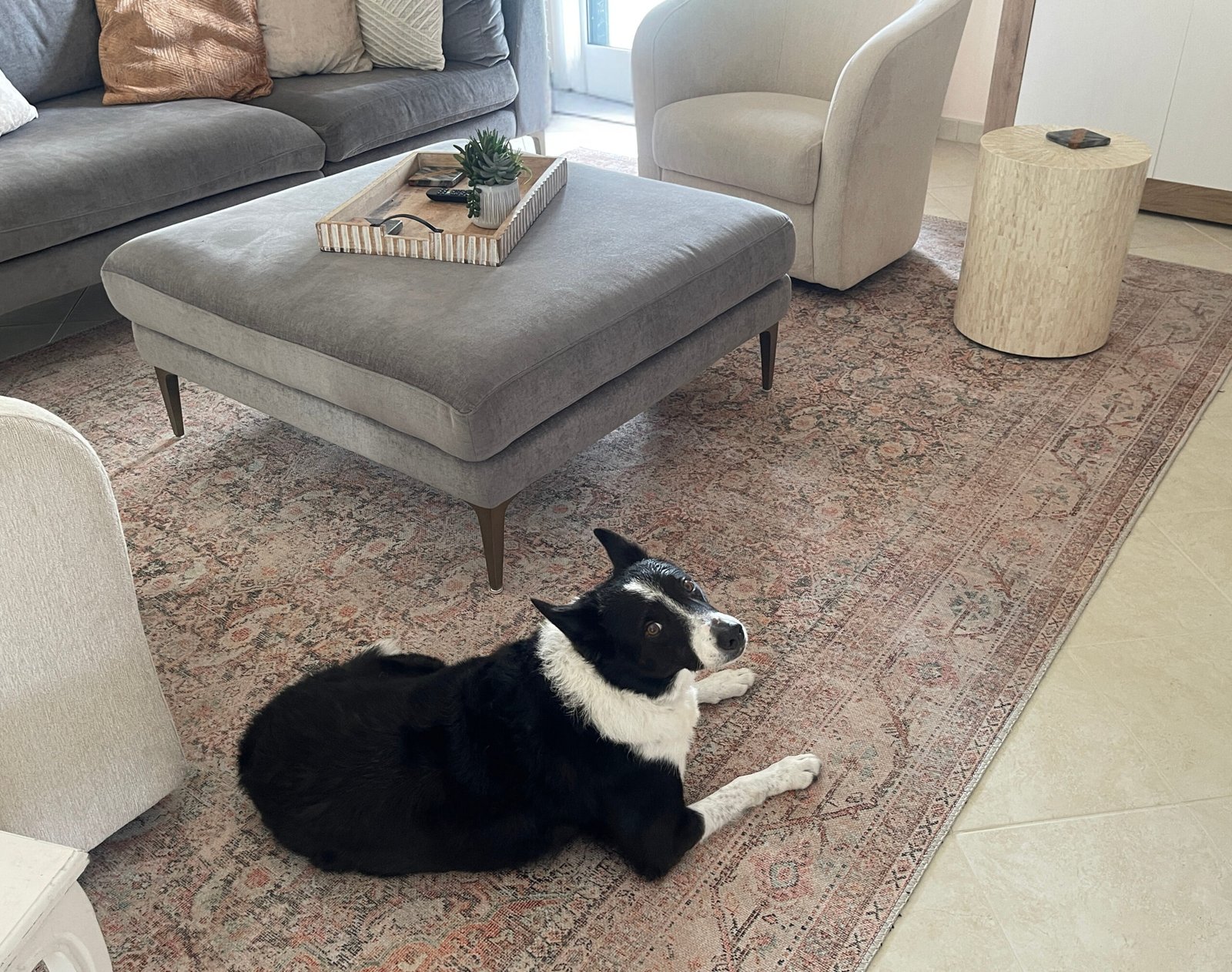 Low-pile polyester rug in neutral living room with cats and dogs – best rugs for homes with pets