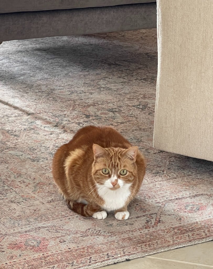 Close-up of low-pile polyester power-loomed rug texture in multi-pet home
