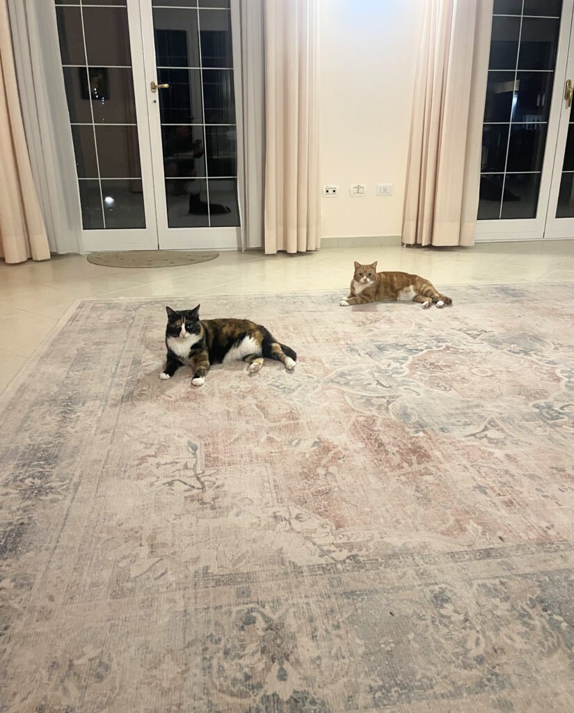 Machine washable low-pile rug in pet-friendly home